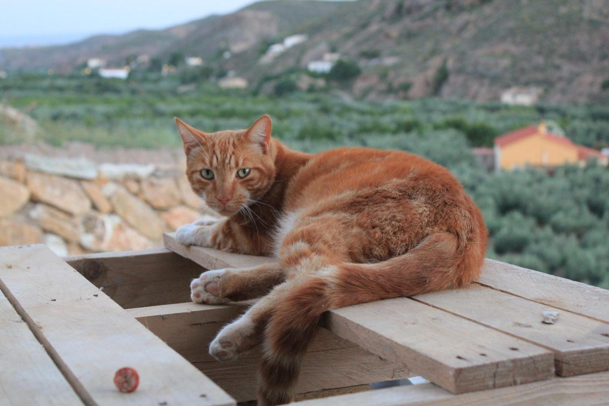 Rambla Retreats Apartment Rojo With Shared Pool & Hot Tub Stunning Views In Oria Eksteriør bilde
